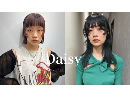 デイジー(Daisy)の写真