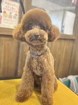 ガーフィー(garfy)&nbsp;プードルテディベア