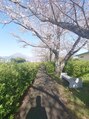 ユニオン ヘアー(UNION∞HAIR) 春の境川良いですよね