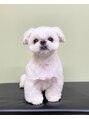 ユヌヘアー 西千葉(unu hair)&nbsp;ペキニーズとシーズーのミックスを飼ってます♪名前はまろです★