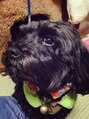 シロップ(SiRoP)&nbsp;犬を飼っています。黒いからクロです。