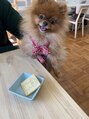 アーサス ヘアー デザイン 八千代緑が丘店(Ursus hair Design by HEADLIGHT) 愛犬と遊ぶのが日々の癒しです