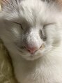 ケンジ 湘南台(KENJE) 実家の愛猫あんこさんです(かわちい)[湘南台]
