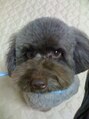 ヘッドデザイン レアレア(head design lealea)&nbsp;愛犬のコジロー♪