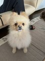 センス(SENSE.)&nbsp;愛犬のピノちゃん（４歳）です☆