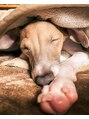 ハシゴ(hasigo.) 実家の愛犬シェーン君！ペット飼ってる方は是非教えて下さい☆