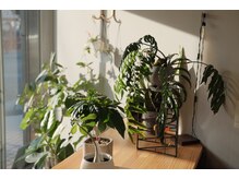エクボ(ekubo.)の雰囲気（店内は緑が多めです。）