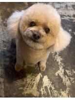 ガーフィー(garfy) まん丸テディベアカット