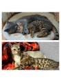 セレンディピティー 吉祥寺店(SERENDIPITY)&nbsp;一緒に暮らしている猫たちです！