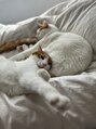 ウルカ 川口店(ulQua)&nbsp;うちの愛猫です〇