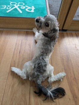 リセット(Re SET)の写真/看板犬のいるサロン