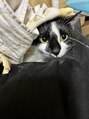 トコトコ(tocotoco) 猫飼ってます!