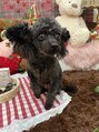 オーガニック アンド ヘアー ラウレア(LAU LEA) 愛犬イブちゃんです!犬も他の生き物も好きです。