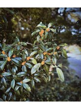 ル サロン LE SALON Hoda 