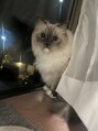 ラシサ(RASHISA) 愛猫の美ら(ちゅら)です。ラグドールの男の子猫派です。