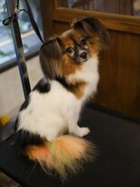 ガーフィー(garfy)&nbsp;テールカラーリング