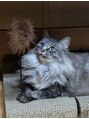 クレム 博多駅店(ChLem) 猫ちゃん飼ってます♪大好きです!