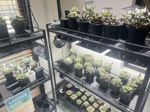 エイトヘアデザイン(EigHt hair design)の雰囲気（アガベがある美容室。店内でアガベ格安販売、展示してます。）