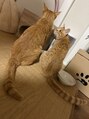 ファム(fam.)&nbsp;我が家の猫様達。大切な家族です。