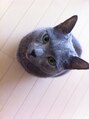 トロワエピ 表参道(Trois epis) 愛猫のロッシアンブルーのペトトです。休日は癒されてます。