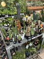 バディヘア アムル(BUDDY HAIR amour) 観葉植物にハマってます!毎日植物達に癒されてます◎