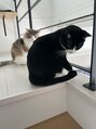 ソフト(soft) 愛猫が2匹います^^猫好きな方、キャットークしましょう♪