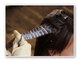 アイノア コディーノ(AInoa codino)の写真