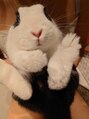 ユニオン ヘアー(UNION∞HAIR) うちで飼ってるウサギ「雪大福」です