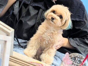 リペロ(ripero)の写真/【緑区/髪質改善】犬好き必見!看板犬の癒し付きで至福のひと時♪店内・薬剤すべてにこだわった癒しサロン