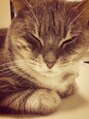 ディアローグ 戸塚店&nbsp;愛猫のテトです。いつもお家で癒されております。　 【戸塚】　