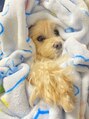 ラフ(LaF) 愛犬【mocoちゃん】