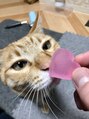 ニア(NiA) 愛猫のきなこです!自分の子供のように愛しています^^