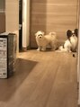 ヘア ライフ ワイレア(HAIR LIFE Wailea)&nbsp;【愛犬】パピヨンとマルプーを飼っています