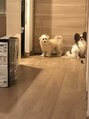 ヘア ライフ ワイレア(HAIR LIFE Wailea) 【愛犬】パピヨンとマルプーを飼っています