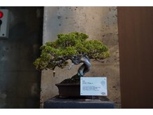 美しい盆栽が和の空気を深めます