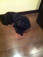 レシェル 桜山店(RECIEL) 愛犬のアフロです☆いつも癒してもらってます(*^^*)