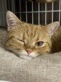 ティエル 町田店(tiel) 休日は猫と戯れていますまだ1歳のむぎちゃんです♪