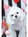 ミミ(mimi) お店の名前のミミ君です!3歳になりました♪