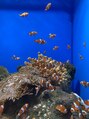 ニコ(Nico) よく水族館へ行きます!熱帯魚を飼育しています。