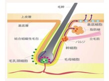 ヘアメイクラムネ(hair make ramune)の雰囲気（幹細胞スパで育毛促進！新メニュー　頭皮毛根をケアし若々しい髪）