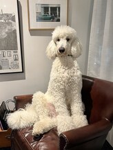 ヘアサロン ケッテ(hair salon kette)&nbsp;Sydney 