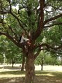シーキュー(C.9.) 我、人より自然を愛す、的な