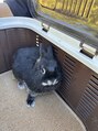 コットン 小田原店(Cotton) うさぎの承太郎です☆(ジョジョの奇妙な冒険より)