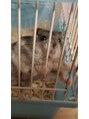 オシャマヘアー ウエスト店 ハムスター飼ってます。チンチラも飼いたいです(笑)