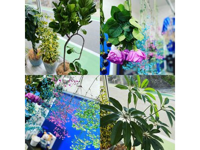 ドライフラワーと観葉植物に囲まれた癒しの空間です