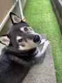 アルバム 新宿(ALBUM SHINJUKU) 実家の飼い犬のさすけくん♂です!柴犬好きな方お話しましょう!