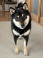 コーナー(corner) 愛犬の柴犬ふくちゃんです