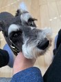 ビレッツ(Belet's hair)&nbsp;愛犬のミニチュアシュナウザーのチェリーです！！