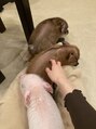 レウーナ(Reuna)&nbsp;マイクロブタカフェ。ペット飼えないので動物カフェで癒し補充♪