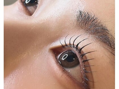 シール(Syl)の写真
